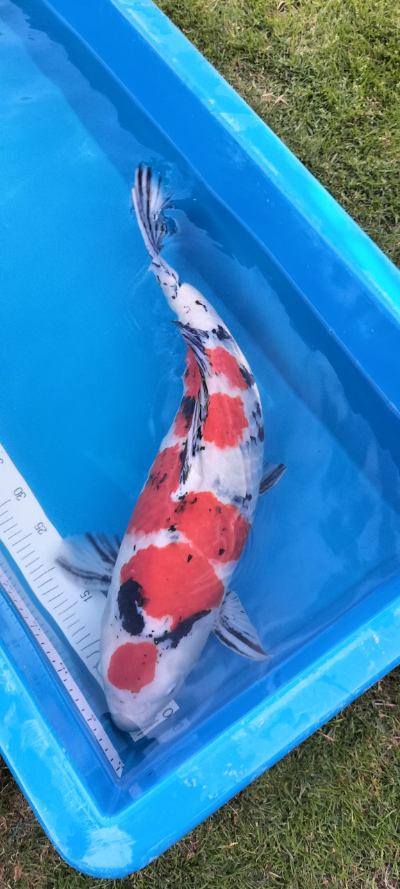 Sanke 65 cm
