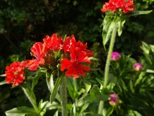 Brandende Liefde/Lychnis Chalcedonica