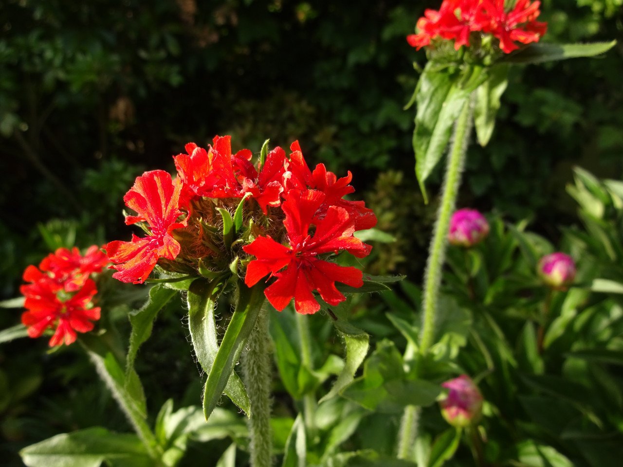 Brandende Liefde/Lychnis Chalcedonica