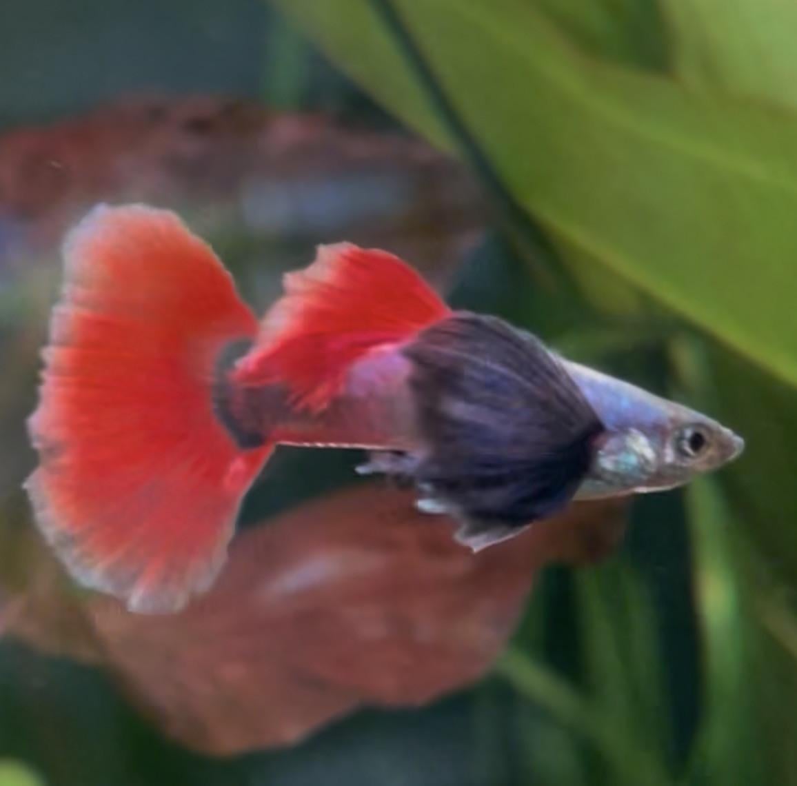 Platinum dumbo ear red tail guppy mannen.