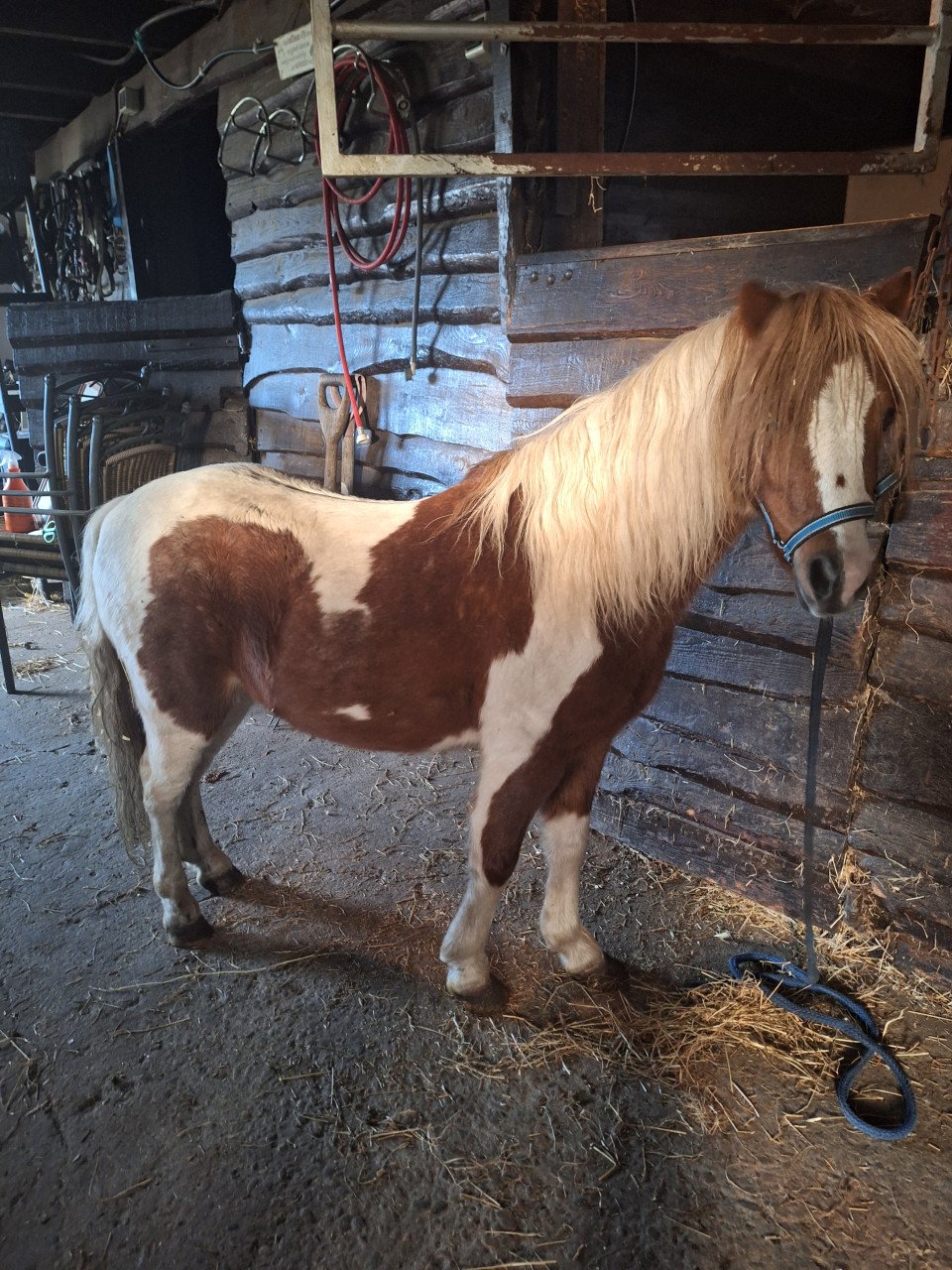 Te koop kinder pony