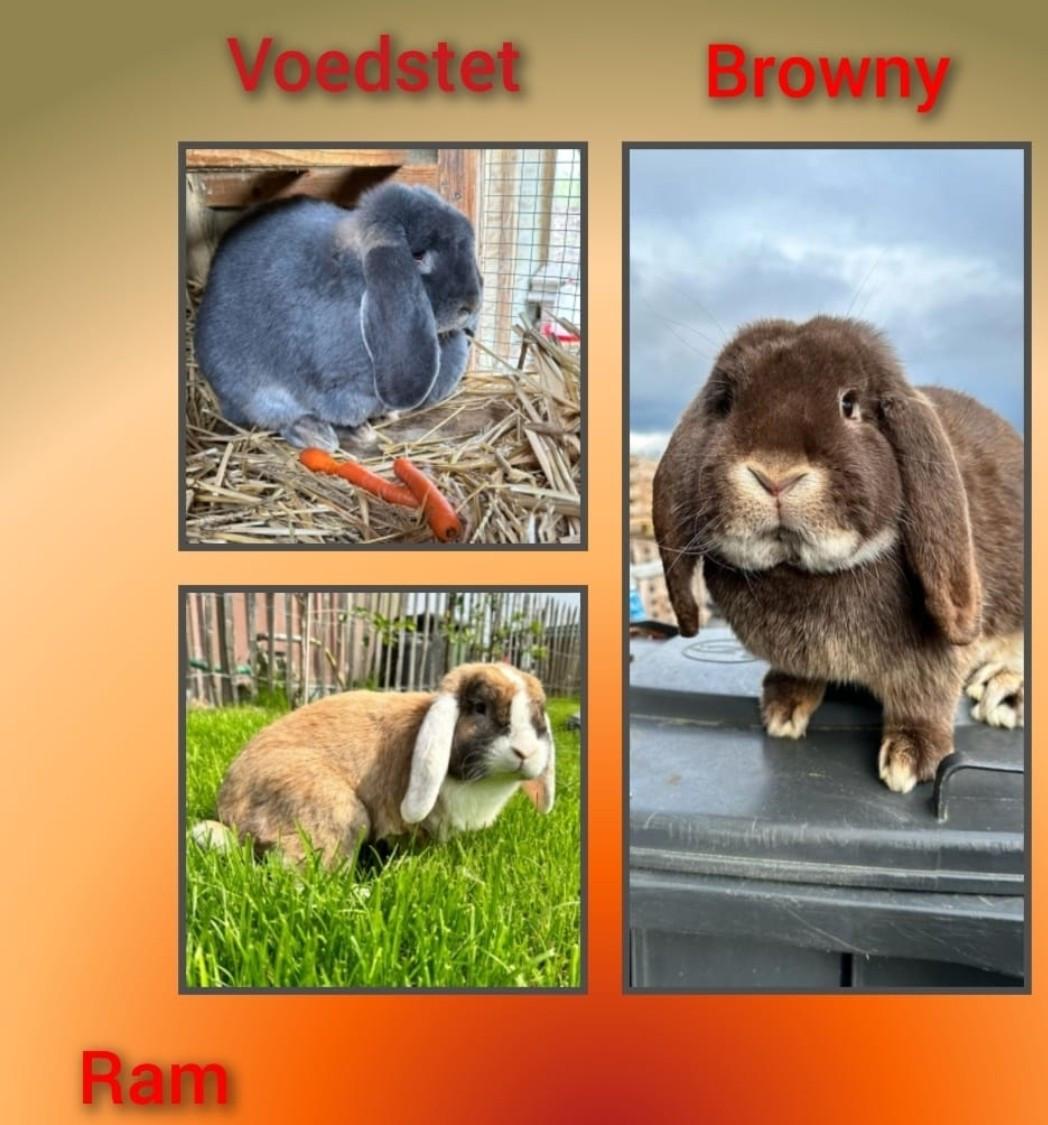 Lieve fransje hangoren