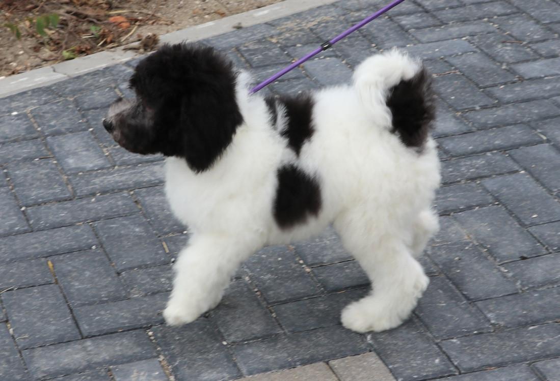 Bonte Harlekijn labradoodle pups
