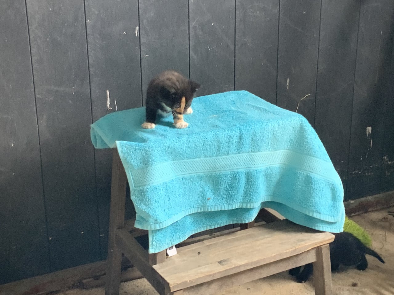 Kittens