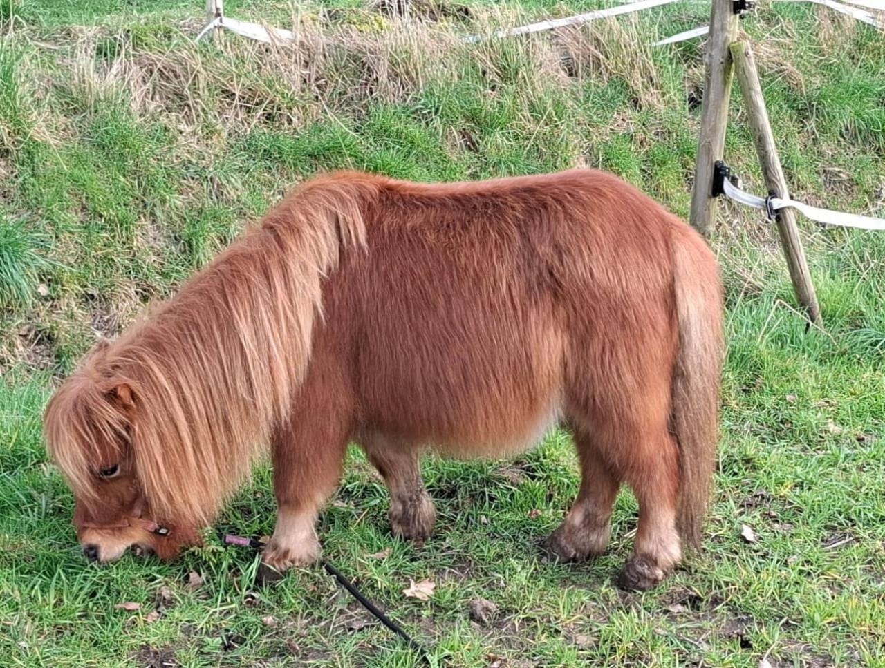 11 jarige shetlander