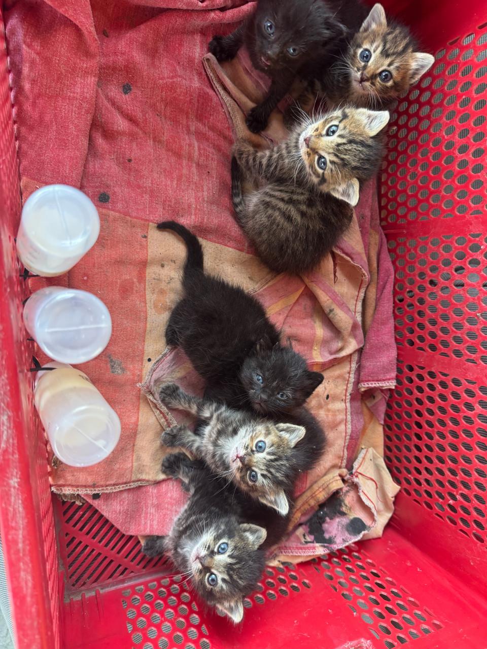Kittens