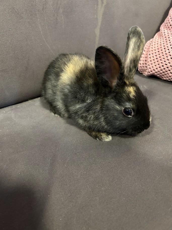 Baby konijntjes te koop