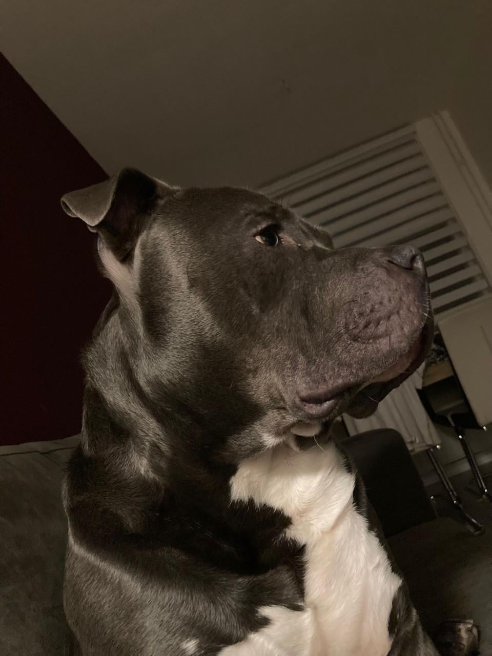 American bully zoekt nieuw huisje