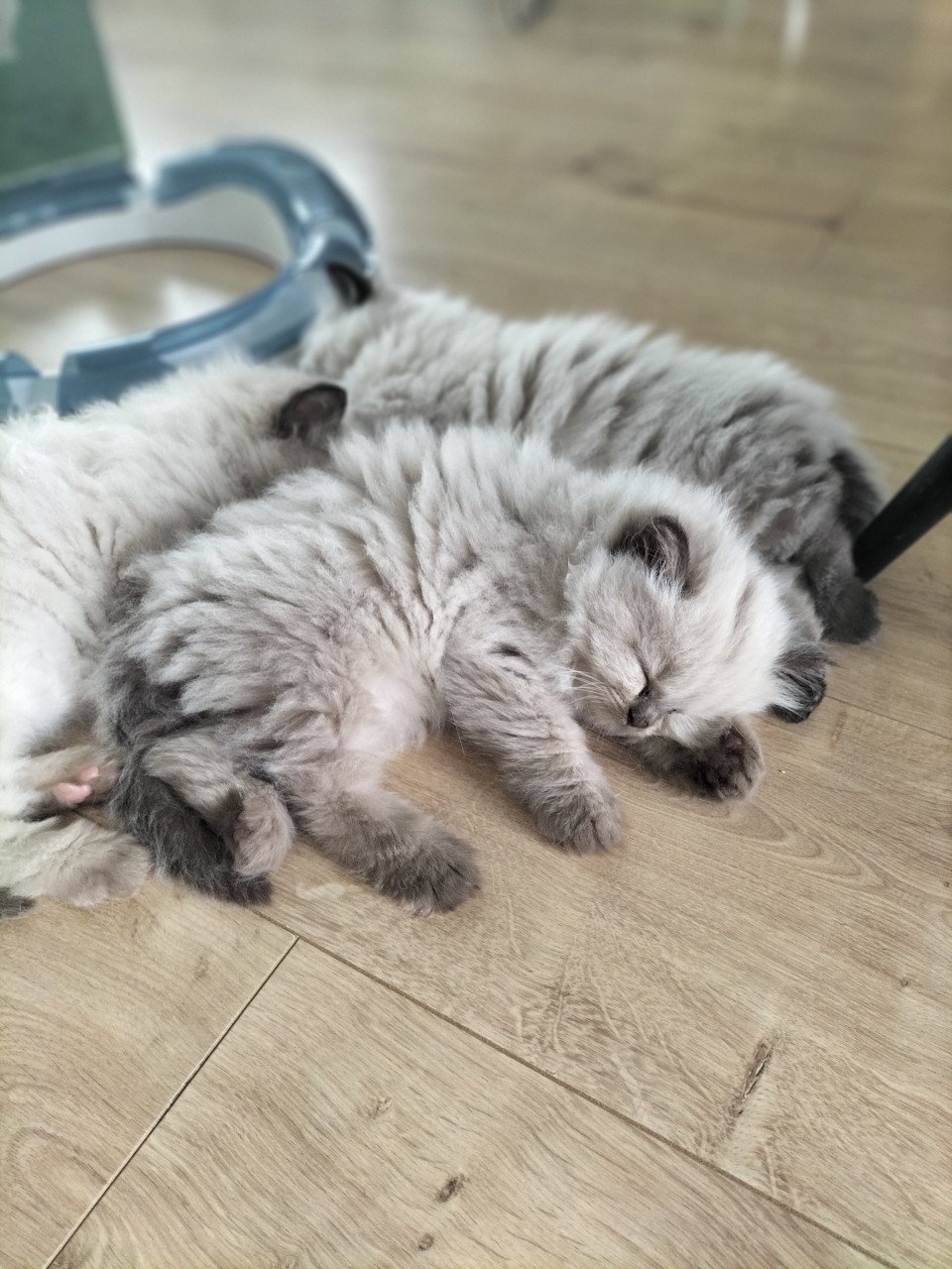 Nog 1 prachtig raszuiver chocolate sepia ragdoll poesje
