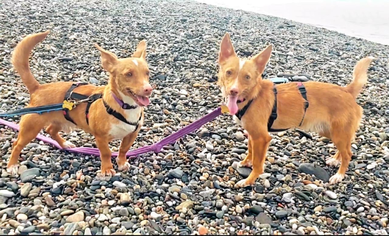 Lennie en Lennox zoeken een lief baasje!