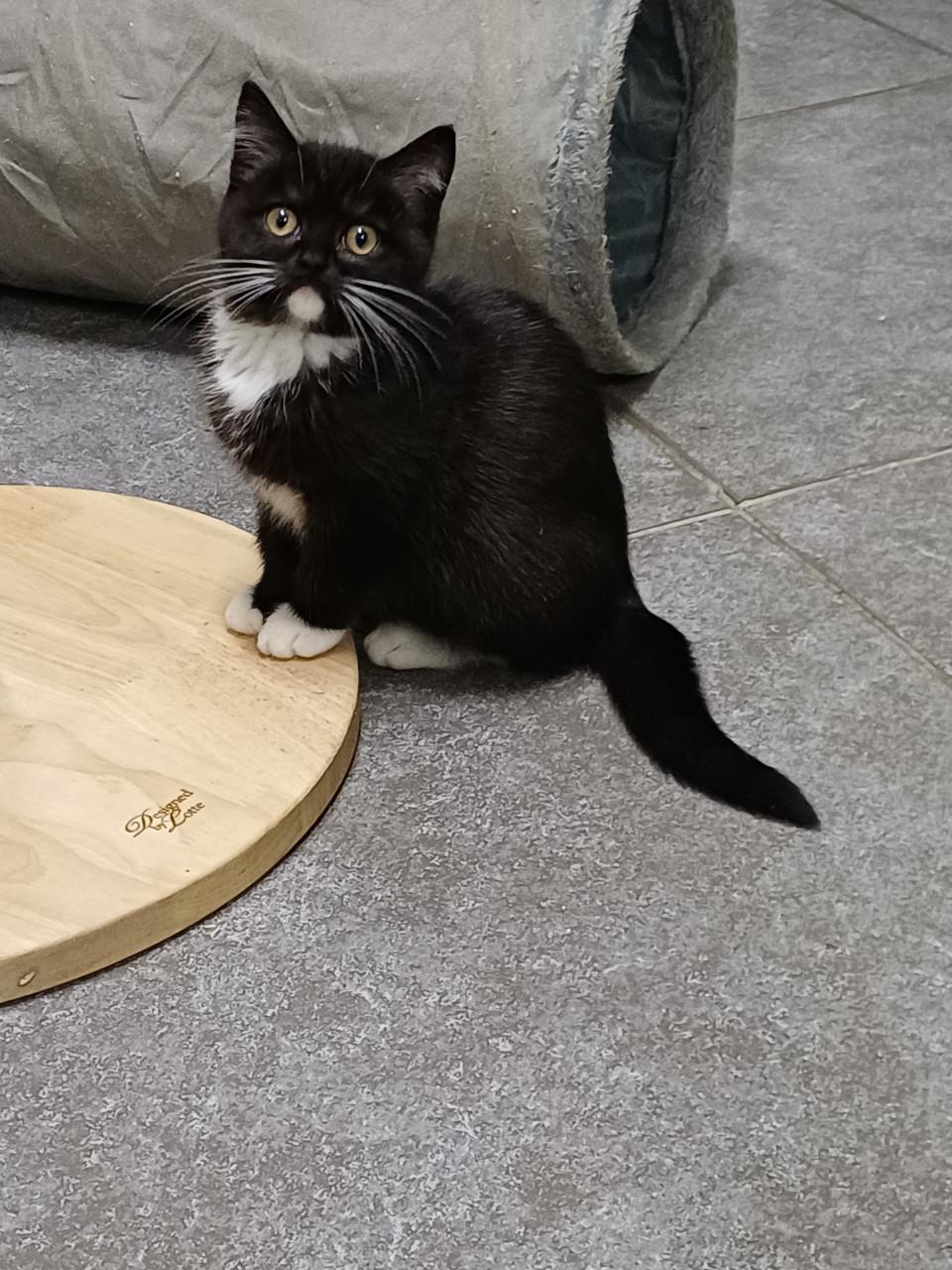 Zeer mooi Brits Korthaar x Ragdoll kitten POESJE