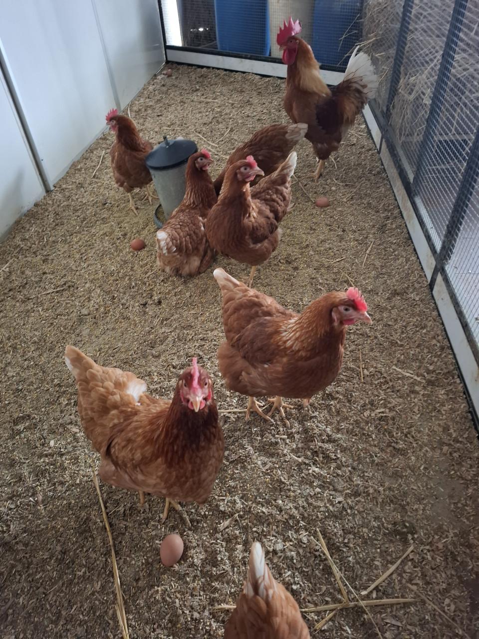 Broedeieren van isa brown