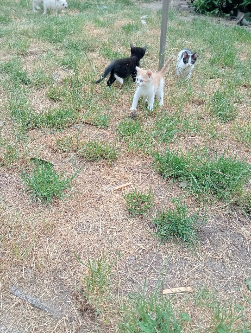 Kittens te koop