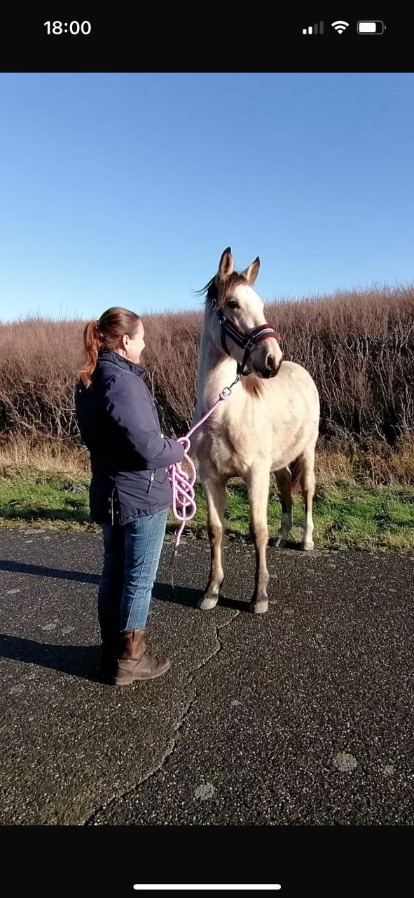 #Equi Pride# gedrag, grondwerk, rijden, Naturel Horsemanship, etc.