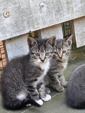 2 lieve kittens