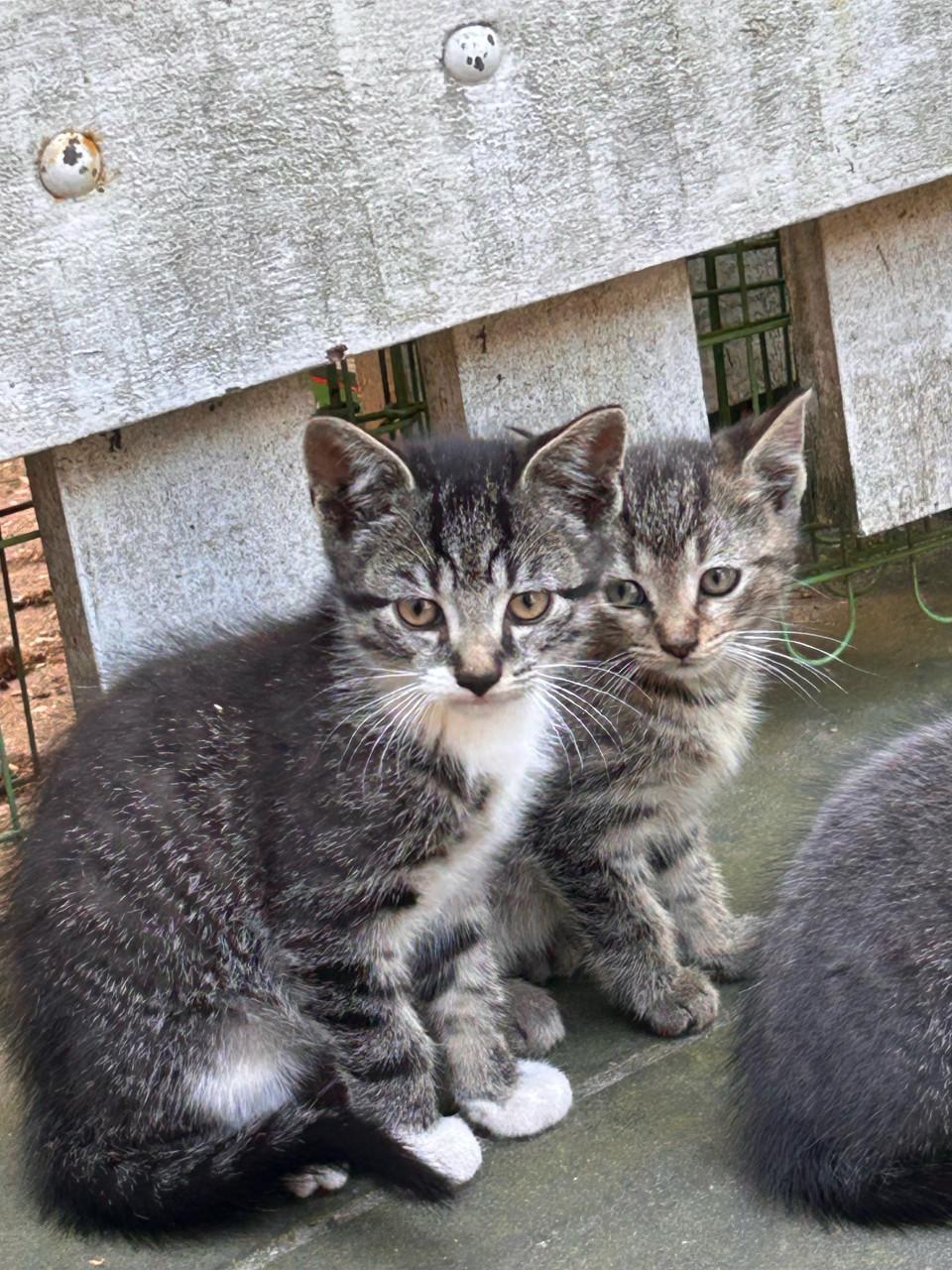 2 lieve kittens