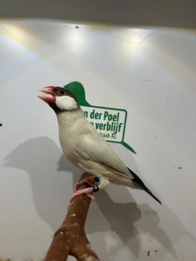 Rijstvogels opaal en agaat