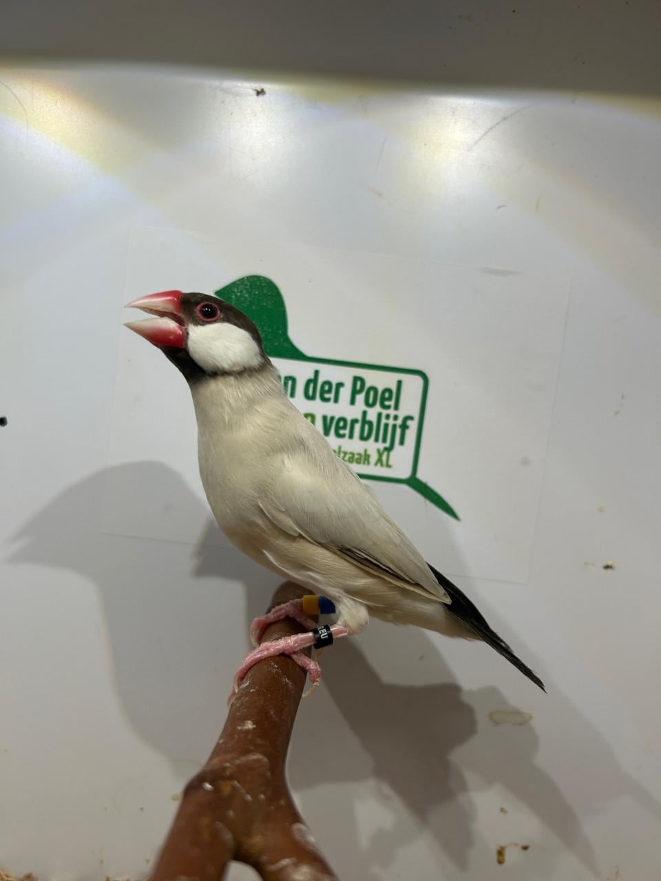 Rijstvogels opaal en agaat