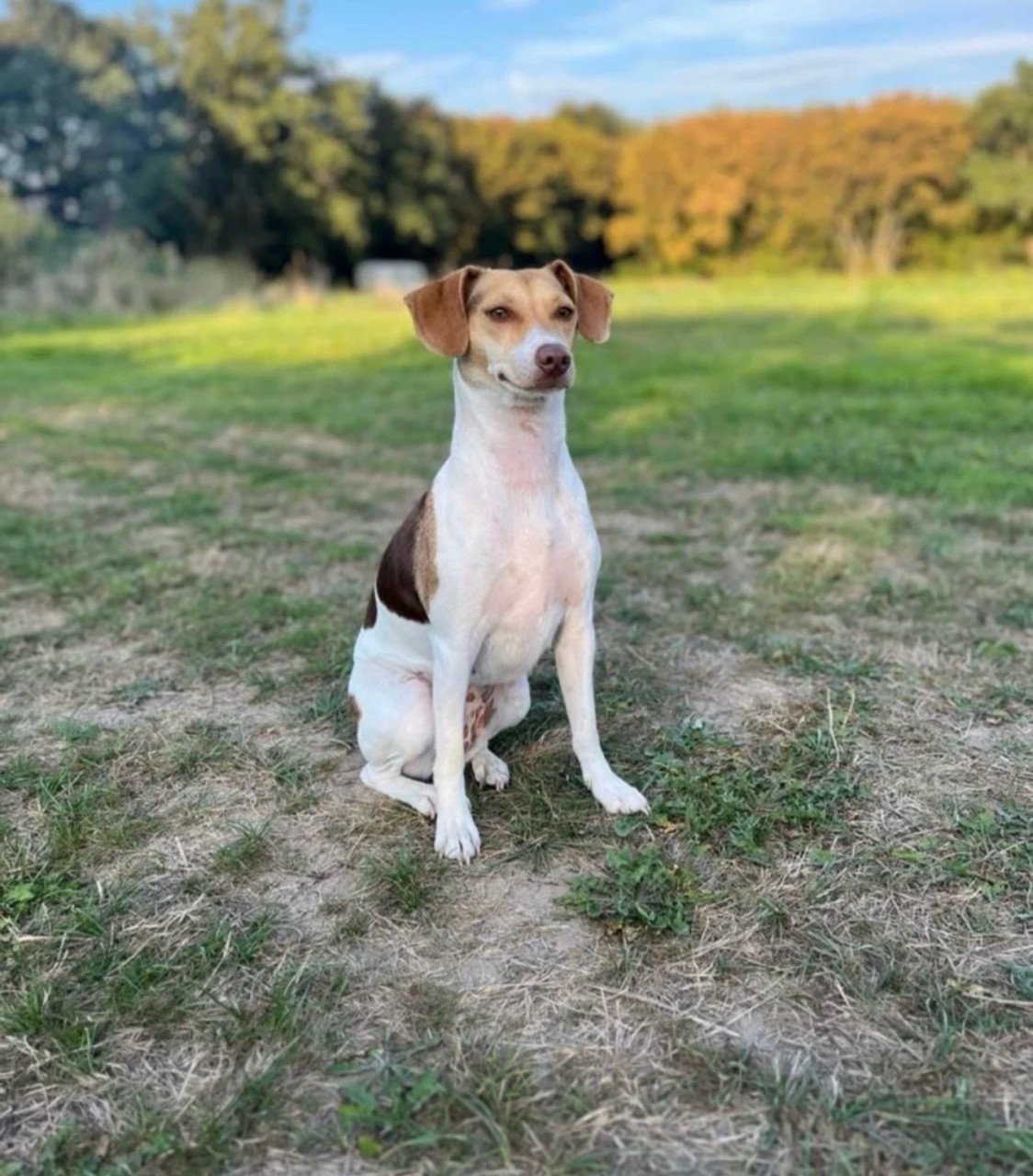 Prachtige boerenfox pups