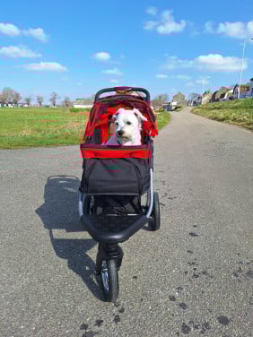 Prachtige hondenbuggy