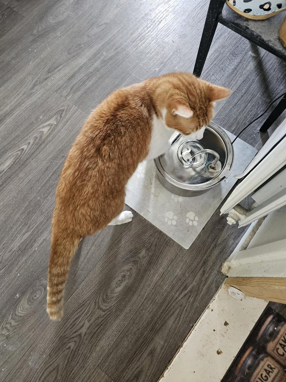 Herplaats katten