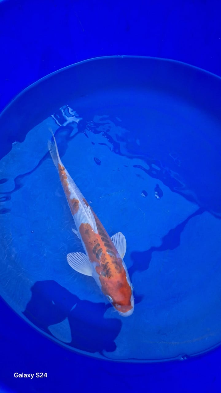 Doitshu koi