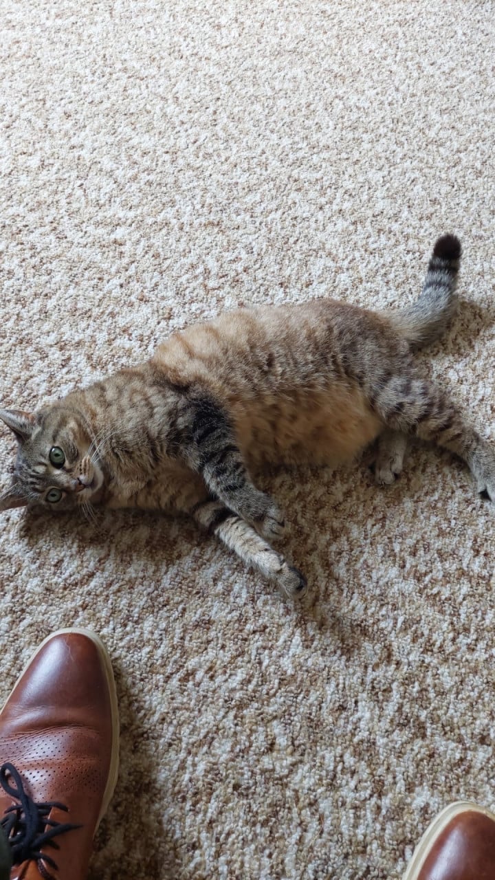Nieuw thuis gezocht voor poes Flipje!