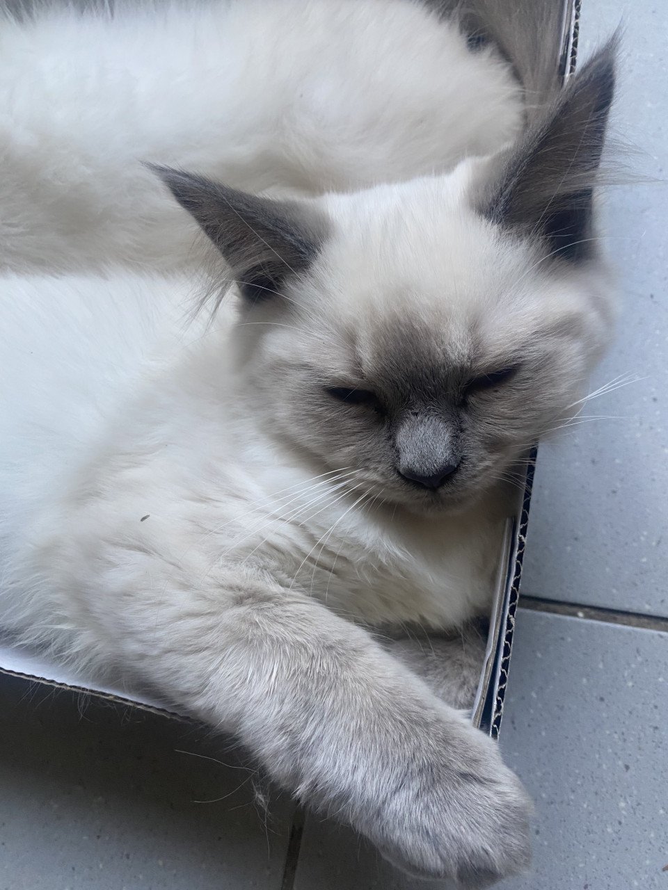 Kittens ragdoll 1 mannetje 1 vrouwtje blue points
