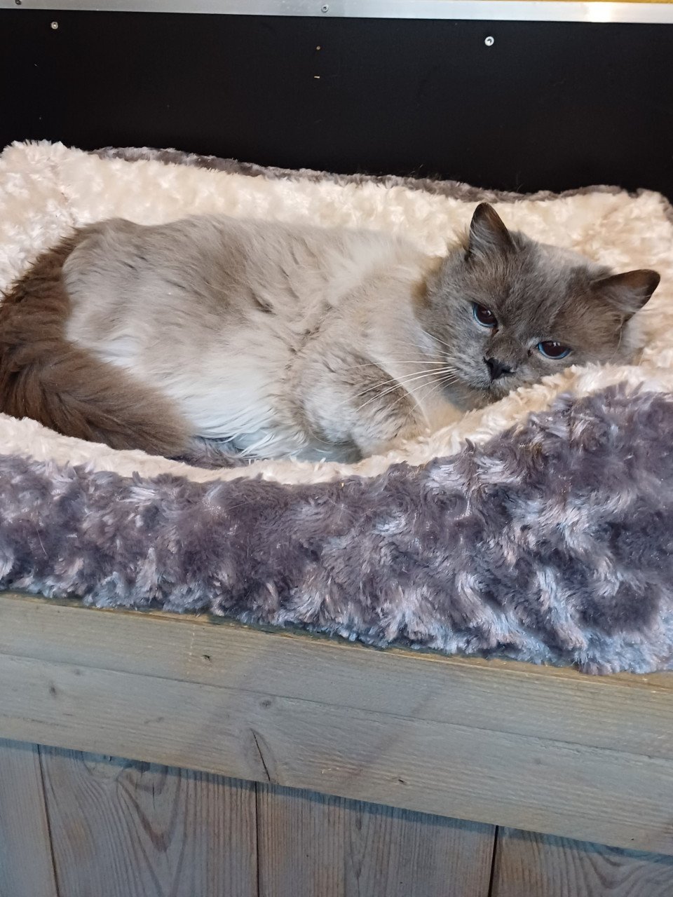 Mooie lieve Ragdoll Blue Point kater met stamboom
