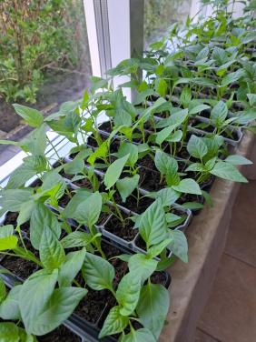 TOMATEN. PAPRIKA'S EN PEPER PLANTEN