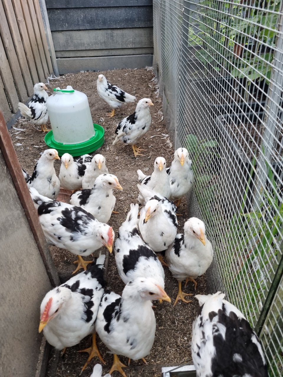 Bonte leghorns