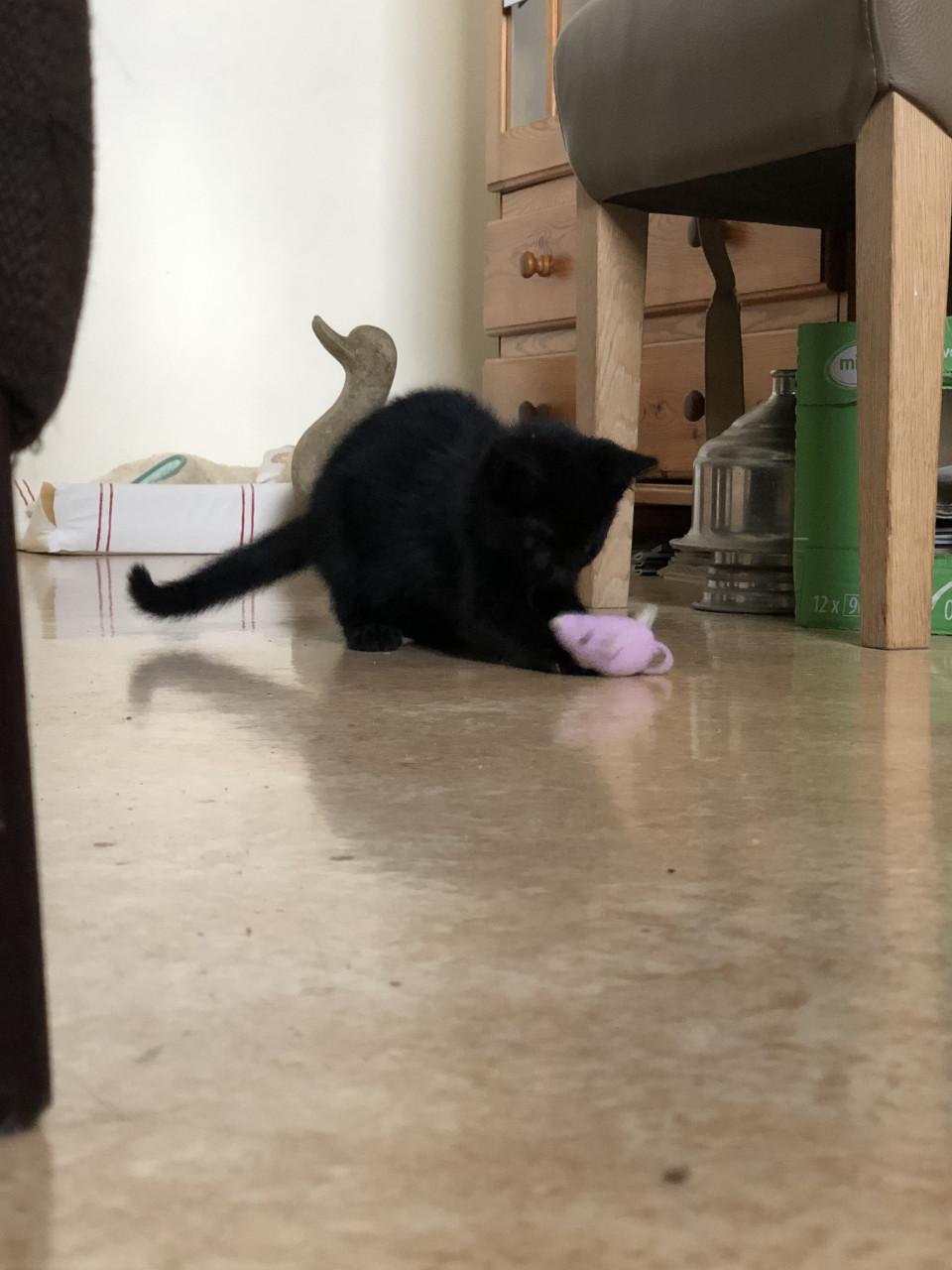 Kittens mannetje en vrouwtje