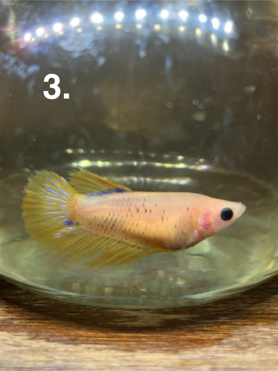 Betta vissen vrouw 7 stuks