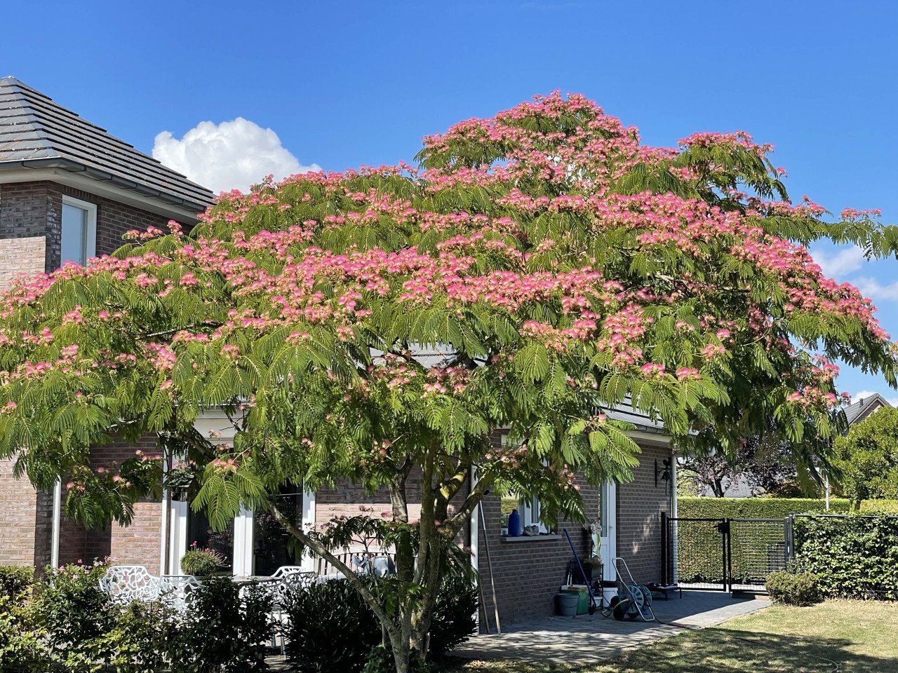 Zaadjes Slaapboom