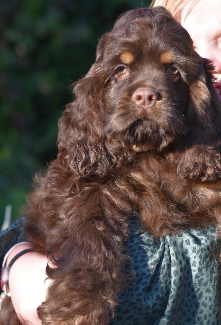 Amerikaanse Cockerspaniël puppen