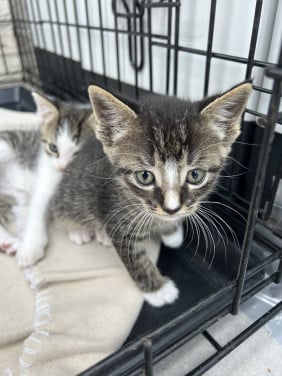 Kittens