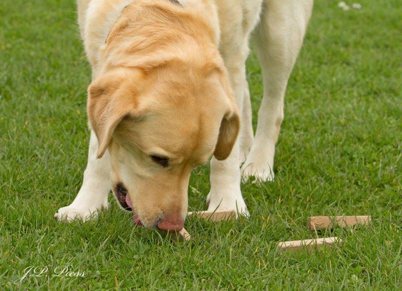 Hondenschool ter Lering en Vermaak