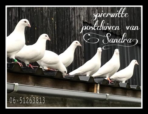 Witte duiven voor trouwfeest