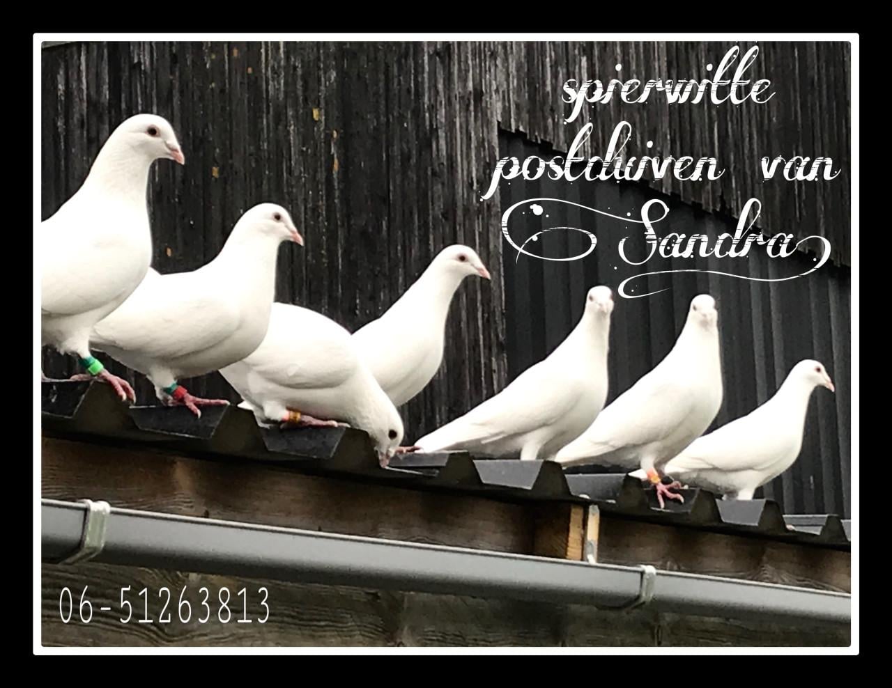 Witte duiven voor trouwfeest