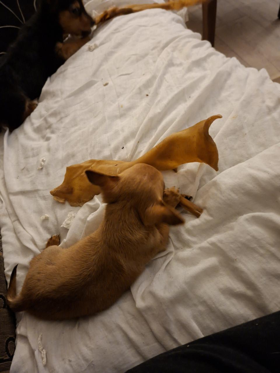 Chiawa reutje geboren 18 september