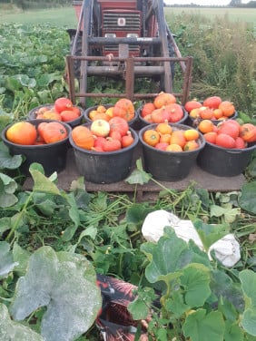 Pompoenen