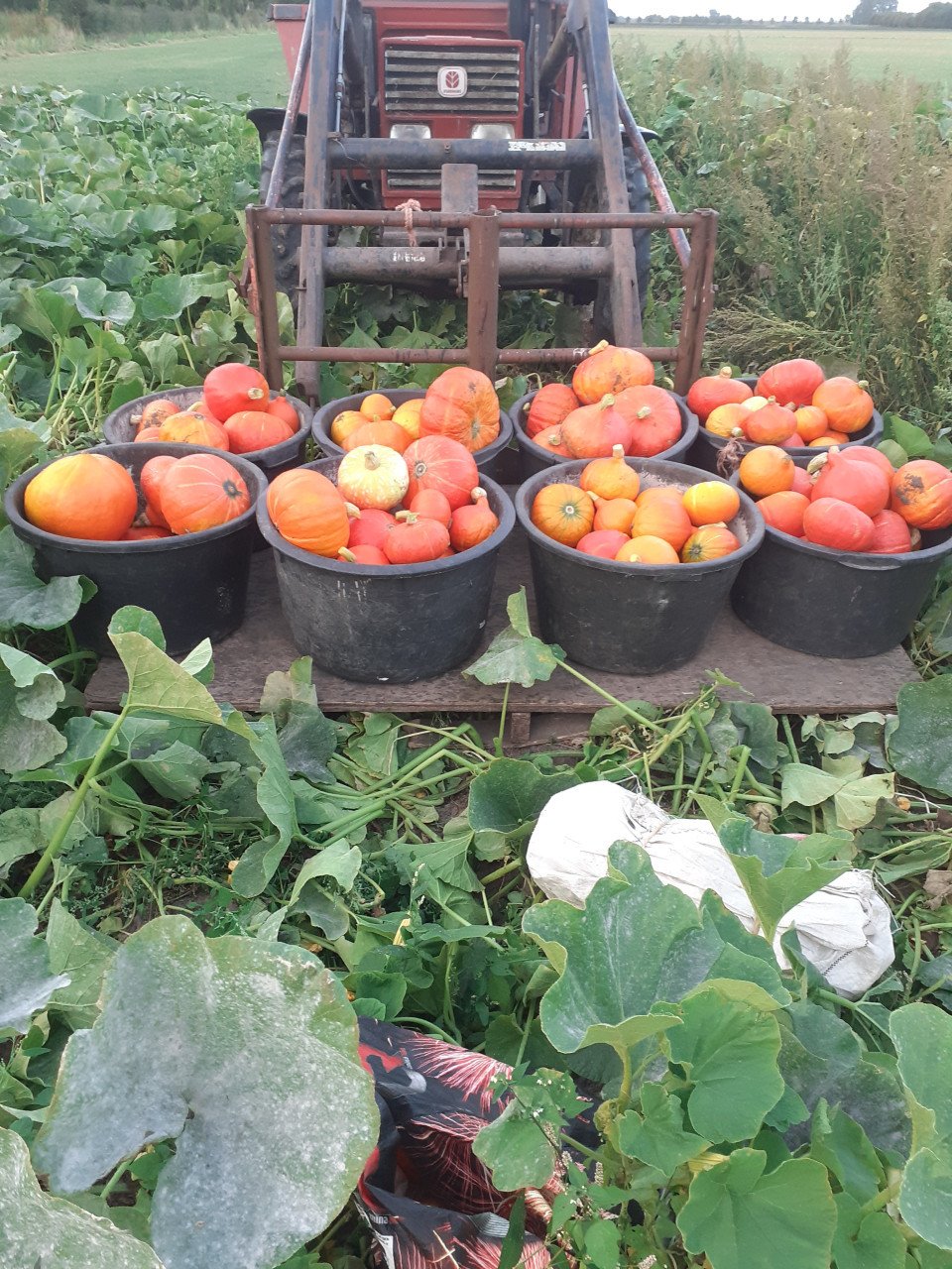 Pompoenen