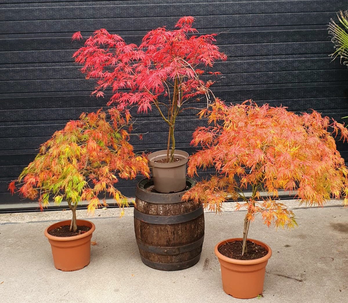Diverse Acers