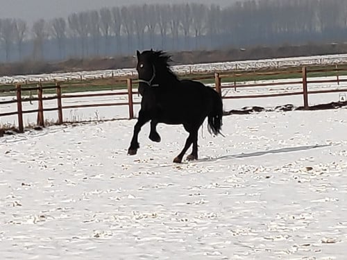 Prachtige Fries x Groninger ruin