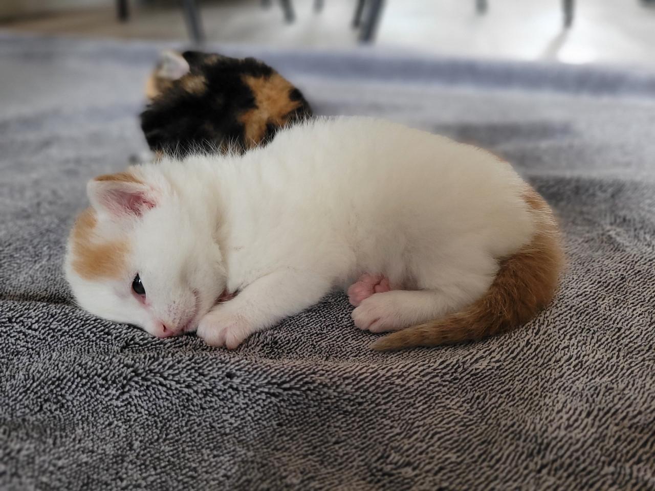 5 Kittens
