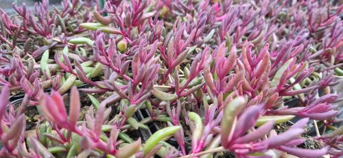 Vaste planten, verantwoord gekweekt