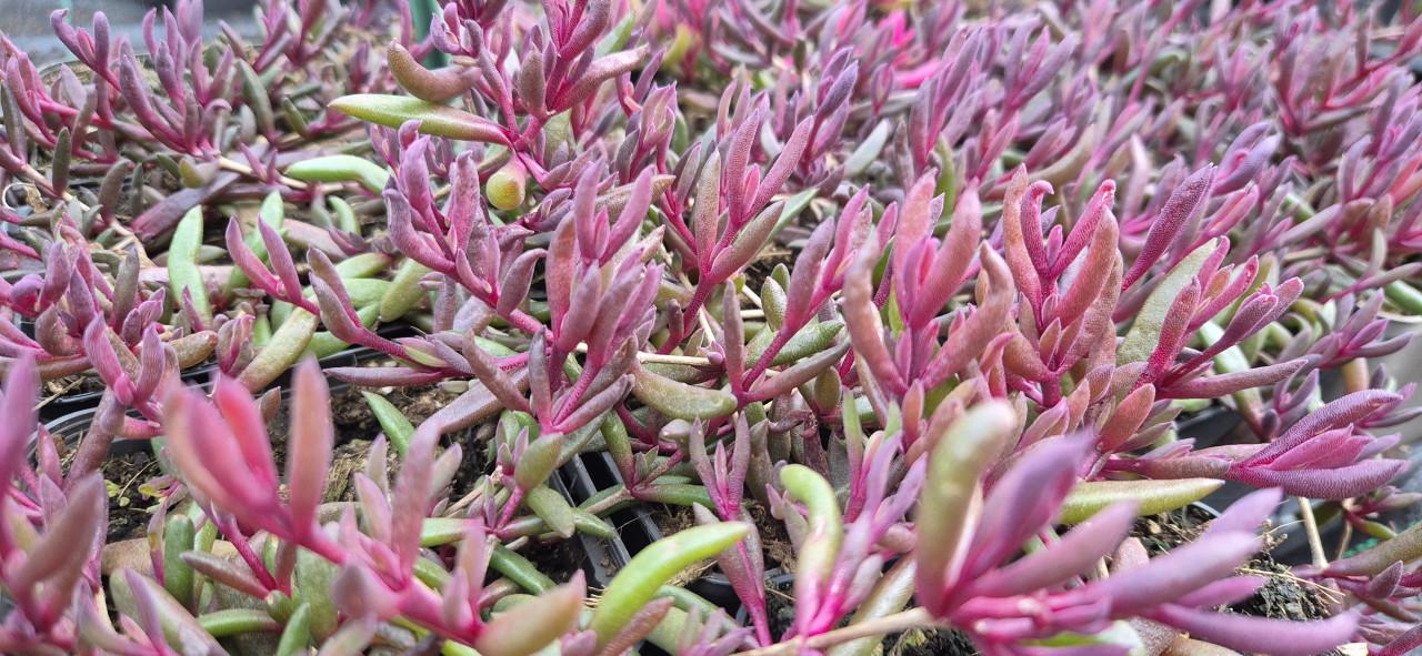 Vaste planten, verantwoord gekweekt