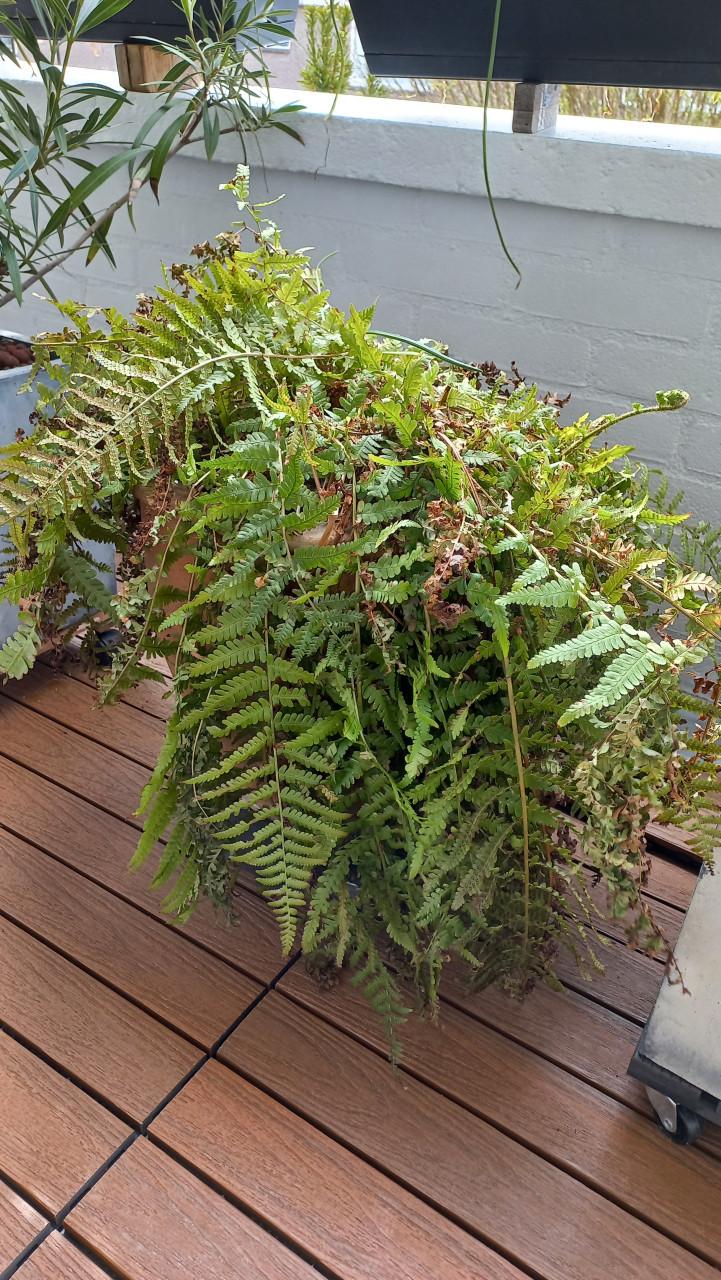 Grote varen voor in de tuin of kuip