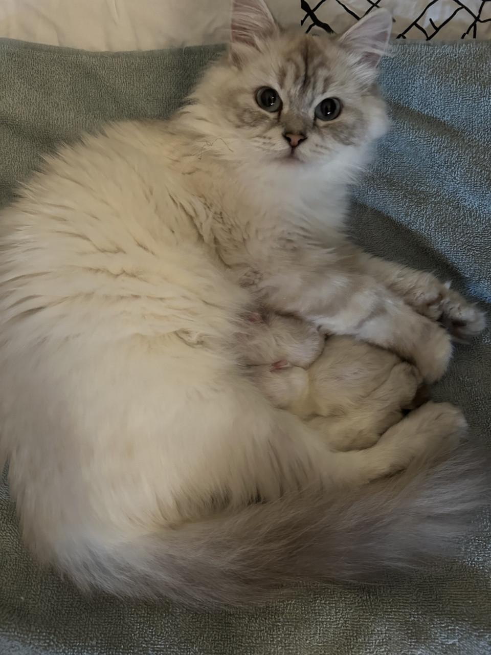 Schitternde poes zkt liefdevol huis evt met haar kitten samen