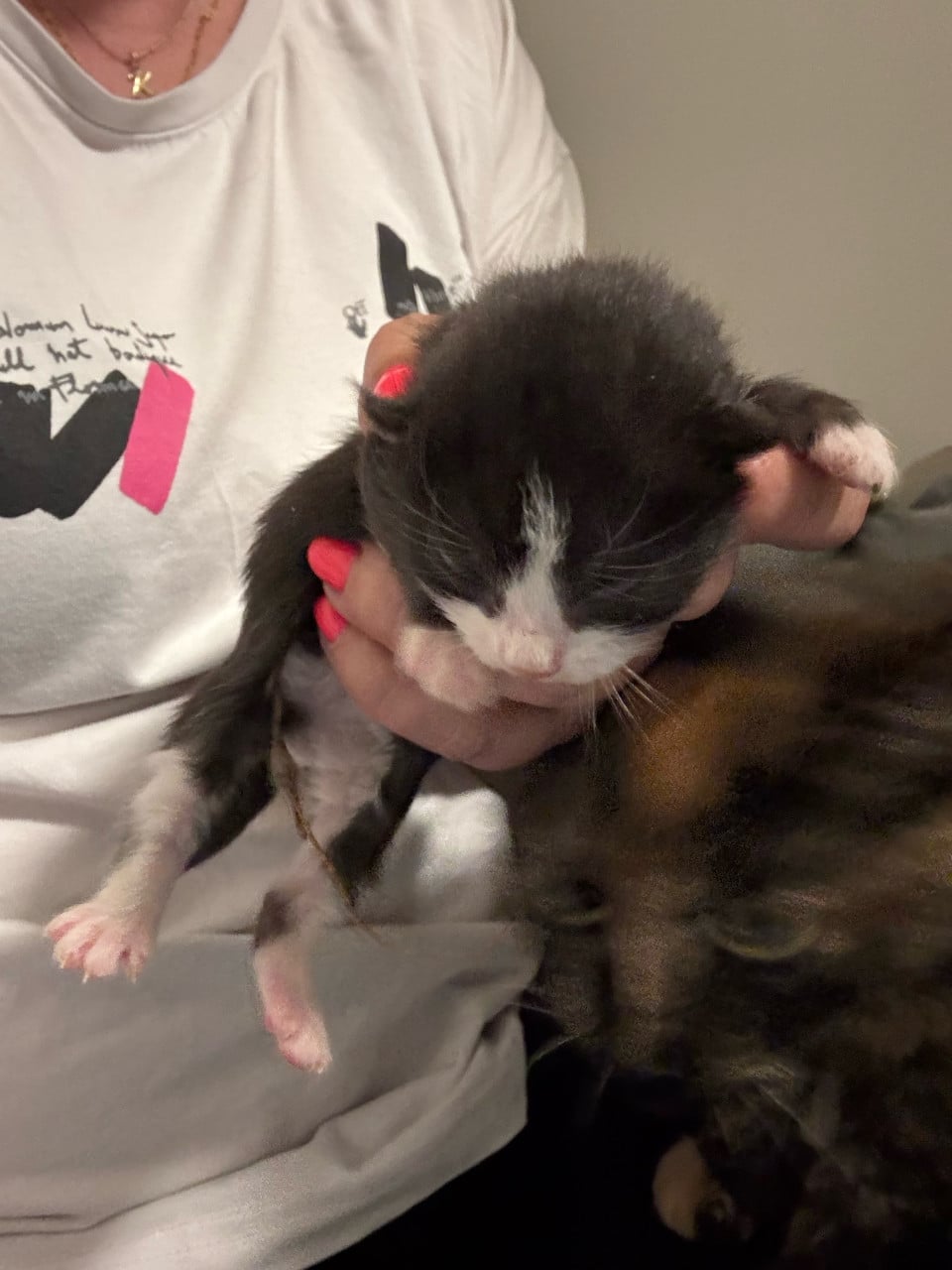 Mooie kittens te koop